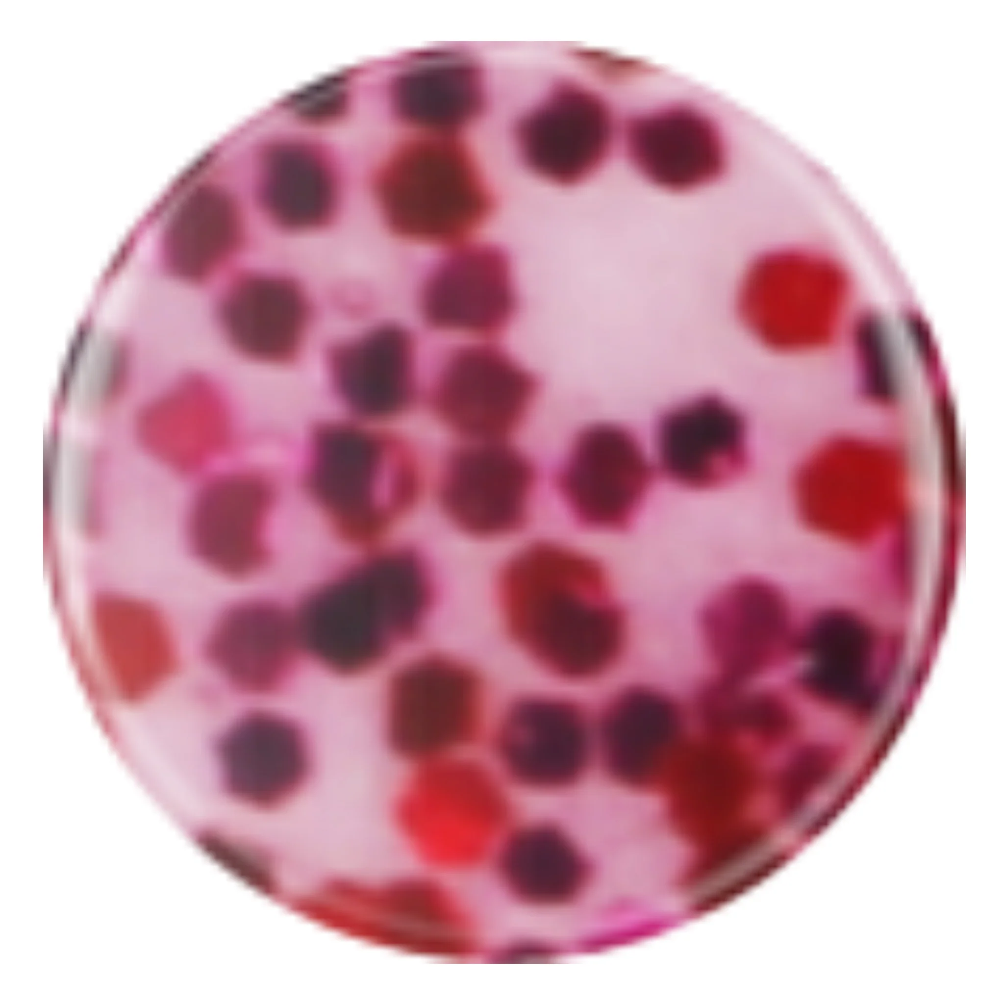 DIVA 269 - Flushing Fuschia - Image 2